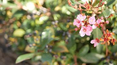 <strong>印度</strong>山楂粉红色的花加州美国裂头蚴春天新鲜的布鲁姆浪漫的植物大气精致的自然开花春天软颜色花园设计装饰花卉栽培